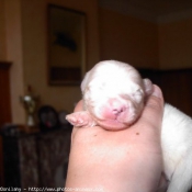 Photo de Coton de tulear