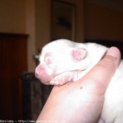 Photo de Coton de tulear