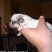 Photo de Coton de tulear