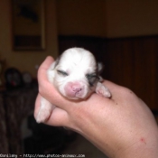 Photo de Coton de tulear