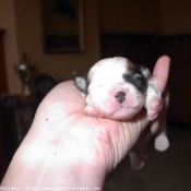 Photo de Coton de tulear