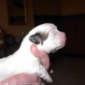 Photo de Coton de tulear