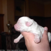 Photo de Coton de tulear