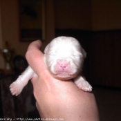 Photo de Coton de tulear