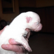 Photo de Coton de tulear