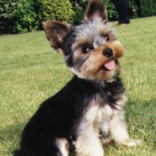 Photo de Yorkshire terrier