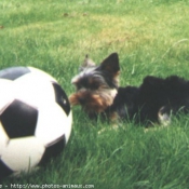 Photo de Yorkshire terrier