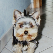 Photo de Yorkshire terrier