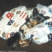 Photo de Yorkshire terrier