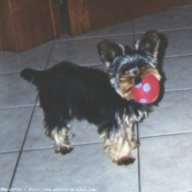 Photo de Yorkshire terrier