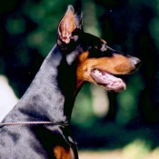 Photo de Dobermann