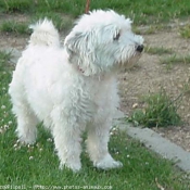 Photo de Bichon  poil fris