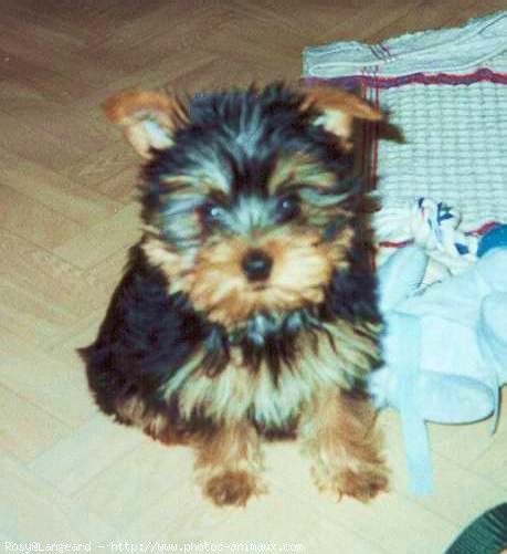 Photo de Yorkshire terrier