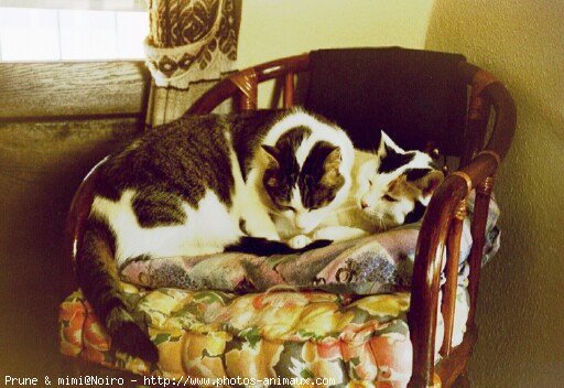 Photo de Chat domestique