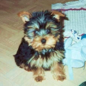 Photo de Yorkshire terrier