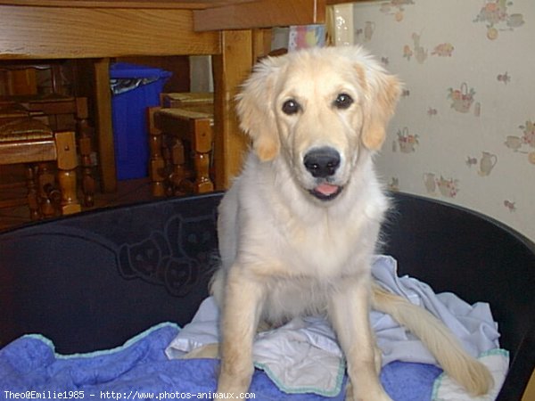 Photo de Golden retriever