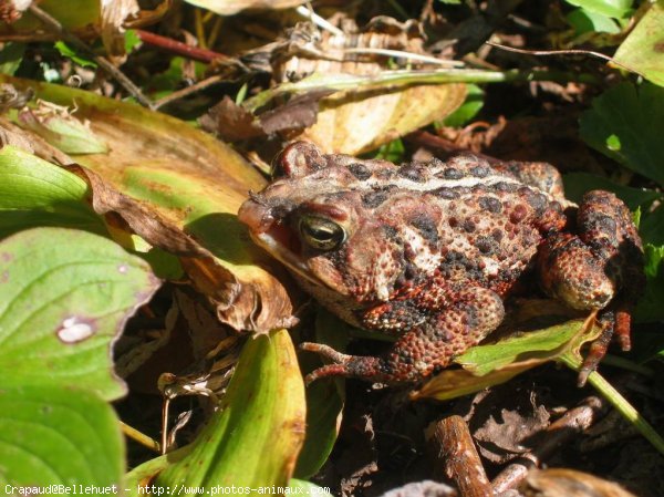 Photo de Crapaud