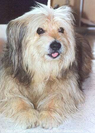 Photo de Chien de berger des pyrenes  poil long