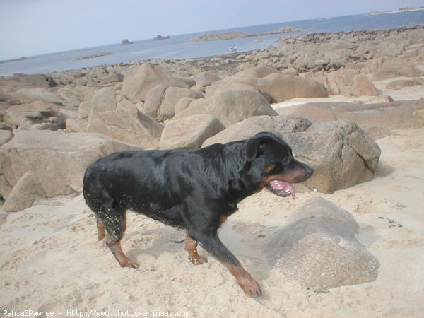 Photo de Rottweiler