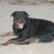 Photo de Rottweiler