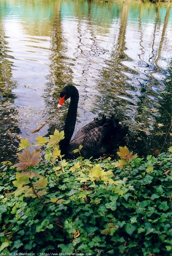 Photo de Cygne