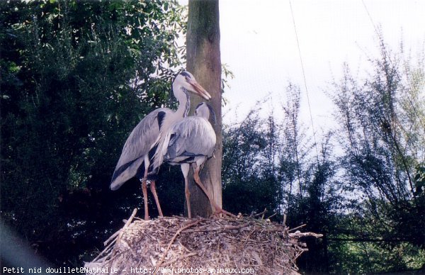 Photo de Cigogne