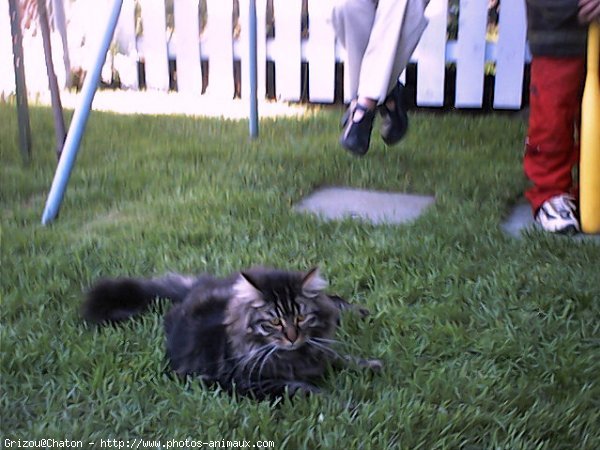 Photo de Maine coon