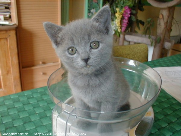 Photo de Chartreux