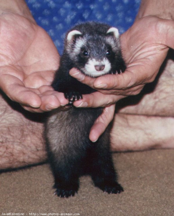 Photo de Furet