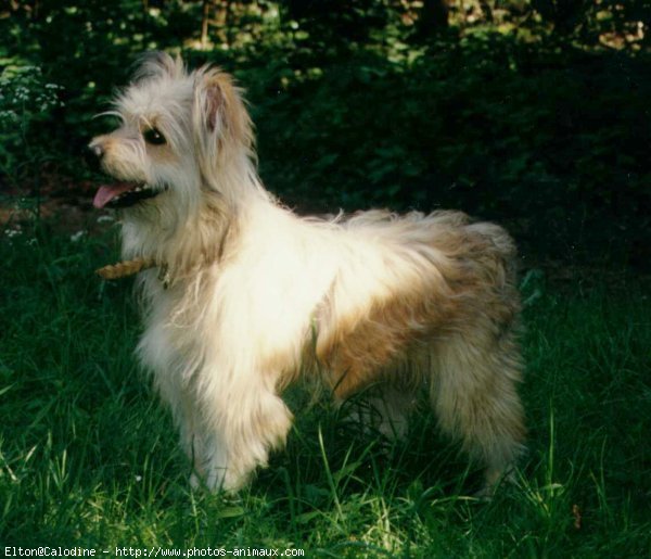 Photo de Chien de berger des pyrenes  poil long