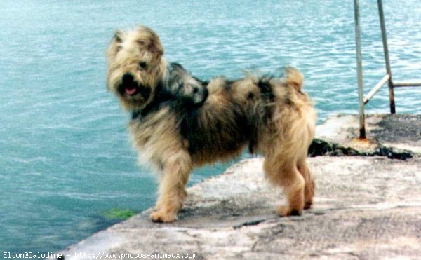 Photo de Chien de berger des pyrenes  poil long