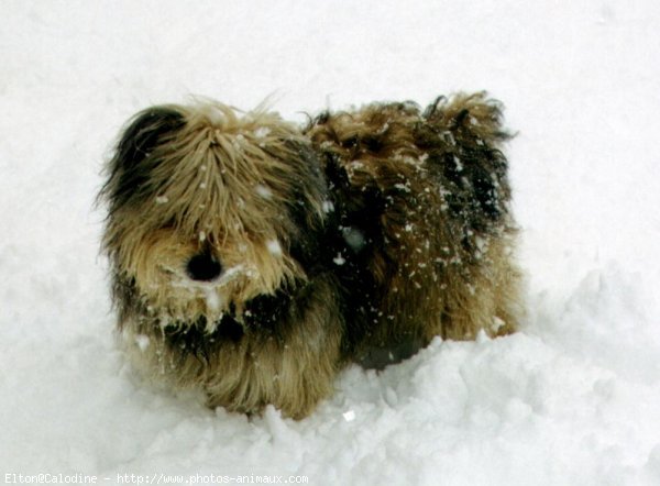 Photo de Chien de berger des pyrenes  poil long