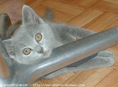 Photo de Chartreux