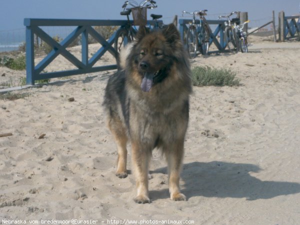 Photo d'Eurasier