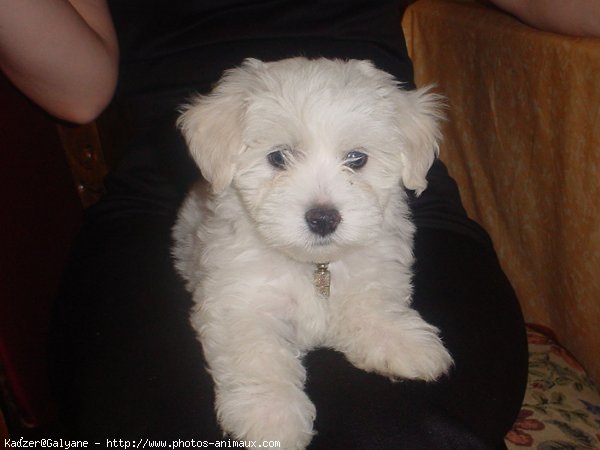 Photo de Bichon  poil fris