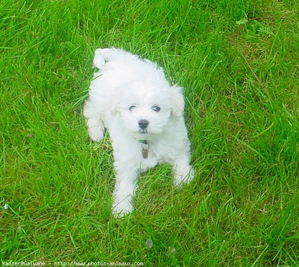 Photo de Bichon  poil fris