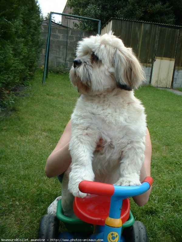 Photo de Lhassa apso