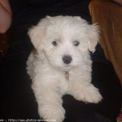 Photo de Bichon  poil fris