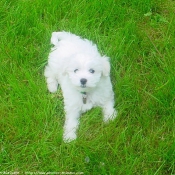 Photo de Bichon  poil fris