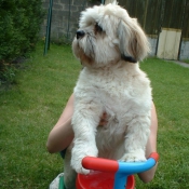 Photo de Lhassa apso