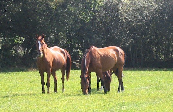 Photo de Races diffrentes