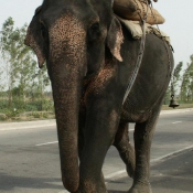 Photo d'Elphant d'asie