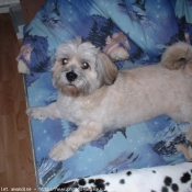 Photo de Lhassa apso