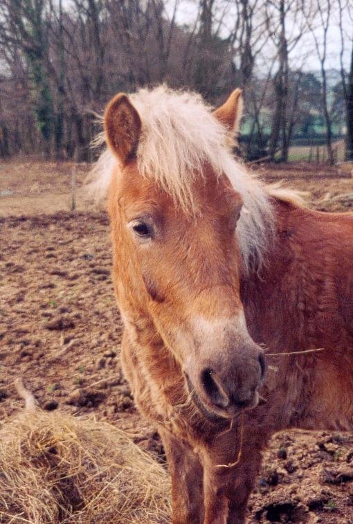 Photo de Shetland