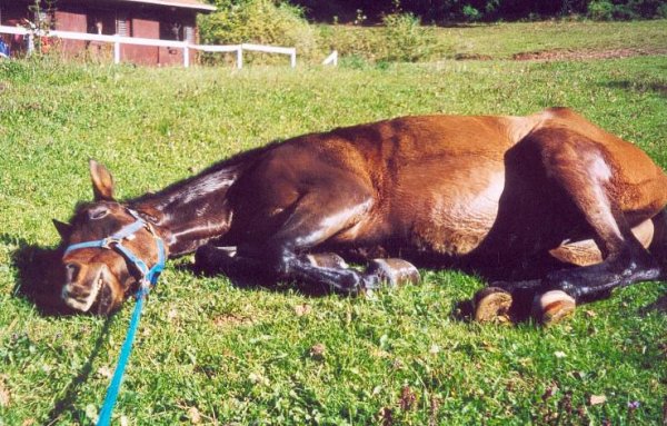 Photo de Poney franais de selle