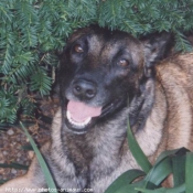 Photo de Berger belge malinois