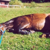 Photo de Poney franais de selle