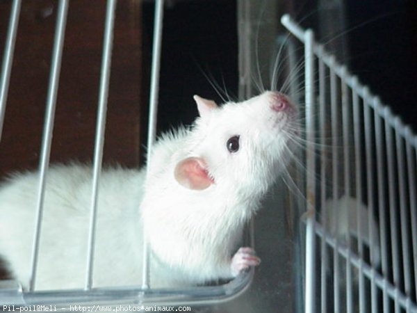 Photo de Rat