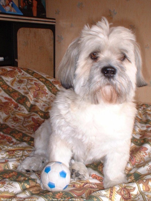 Photo de Lhassa apso