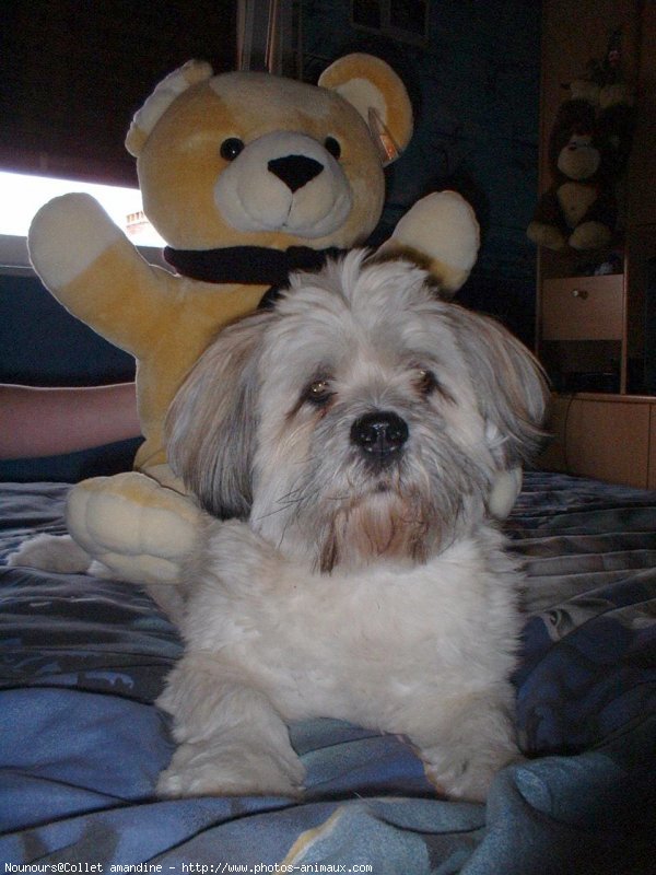 Photo de Lhassa apso